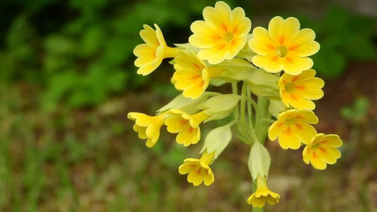 Το θεραπευτικό βότανο «λουλούδι του Δαρβίνου» στον δρόμο της καλλιέργειας από την Περιφέρεια Ηπείρου