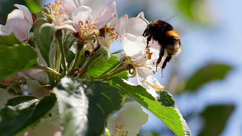 Ευεργετική η καραντίνα για τις μέλισσες της Ρώμης Ευεργετική η καραντίνα για τις μέλισσες της Ρώμης