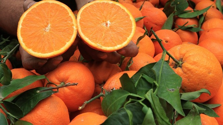 «Άλμα» στις εξαγωγές νωπών φρούτων και λαχανικών το πρώτο τρίμηνο του 2020