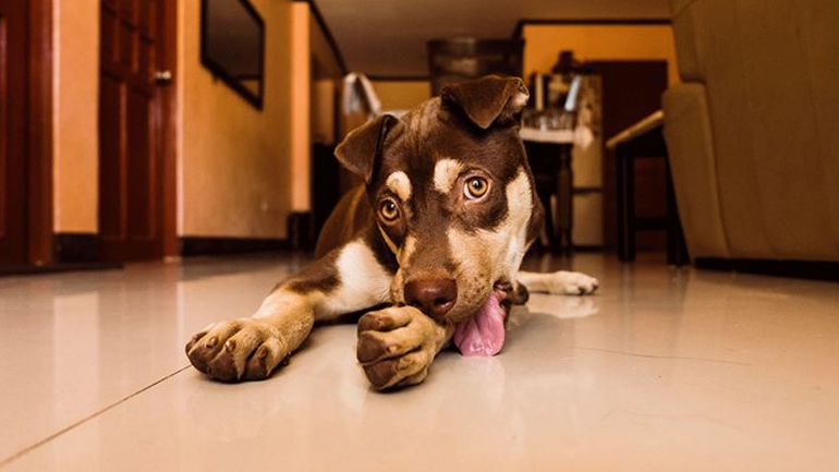 Τι μπορείτε να κάνετε όταν ο σκύλος σας γλύφει συνέχεια τις πατούσες του;