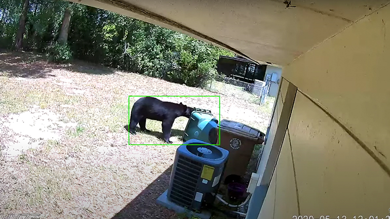 Μια αρκούδα εξερευνά την αυλή ενός σπιτιού