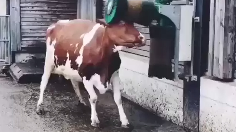 Μια πολύ χαρούμενη αγελάδα