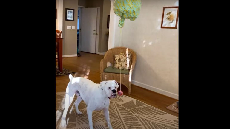 Μια ονειρική πινιάτα