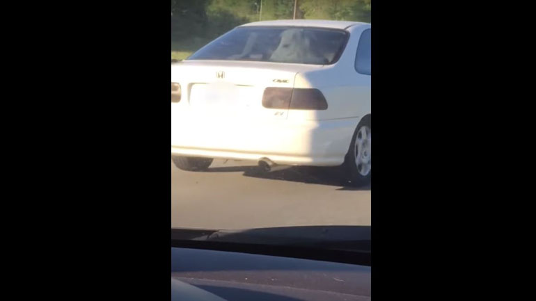 Μεταφέροντας πόνι στο πίσω κάθισμα του αυτοκινήτου