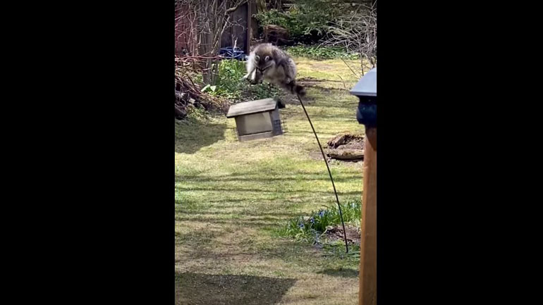 Οι περιπέτειες ενός ρακούν!