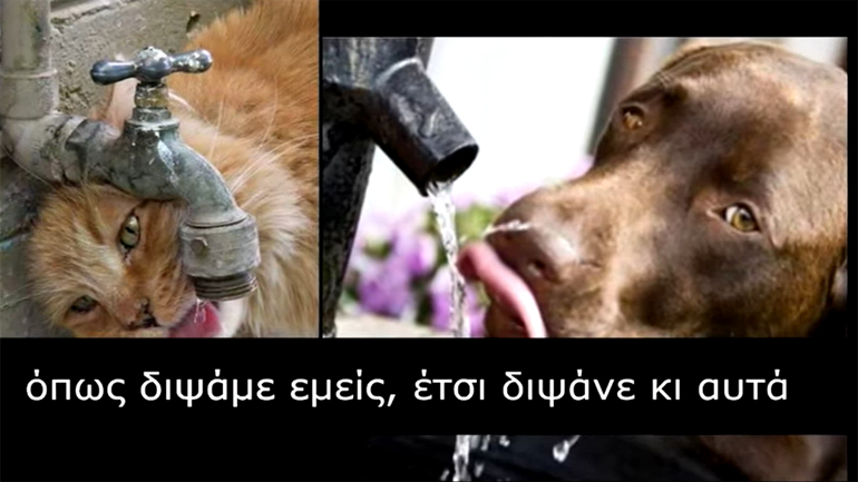 Οδηγίες για την προστασία των ζώων μας εν μέσω καύσωνα