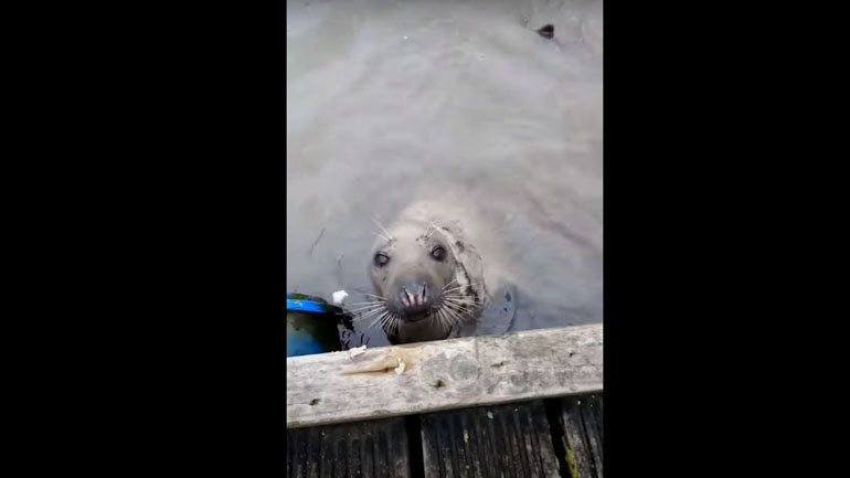 Φώκια εκνευρίζεται με τους αγενείς ανθρώπους