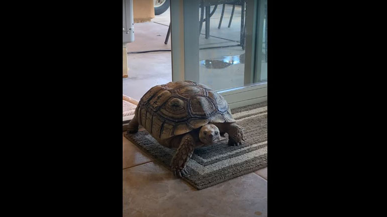 Ένας αξιαγάπητος εισβολέας