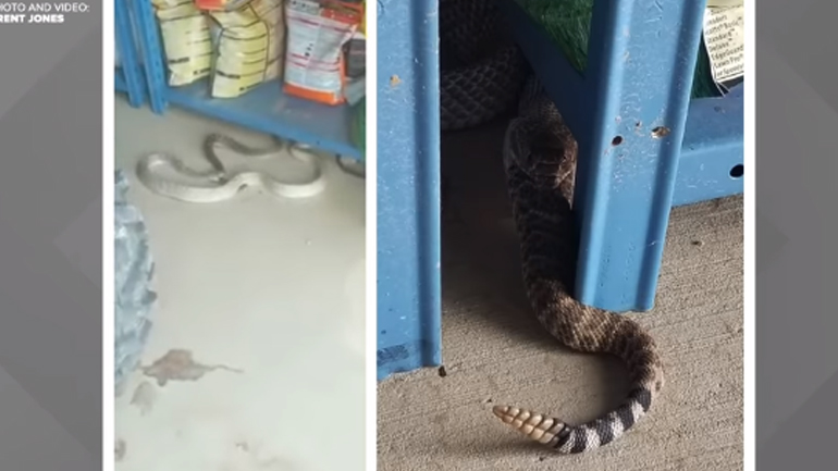 Σκληρή μάχη δύο φιδιών: Ο κροταλίας κατέληξε στο στομάχι του 2μετρου αντιπάλου του