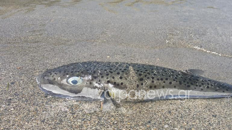 Τεράστιος λαγοκέφαλος στα Χανιά – Αυξάνονται επικίνδυνα τα τοξικά ψάρια