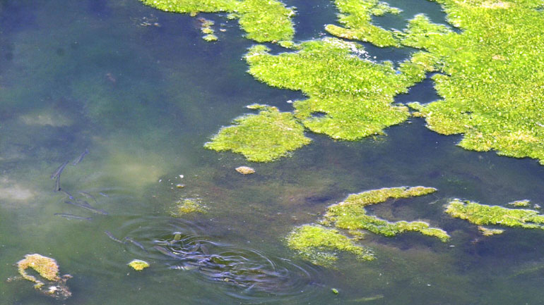 Ποσότητες φυτοπλαγκτού  εμφανίστηκαν σε πολλές ακτές, πιθανότατα λόγω των ευνοϊκών καιρικών συνθηκών