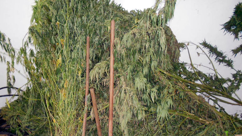 Σύλληψη 37χρονου για καλλιέργεια δενδρυλλίων κάνναβης