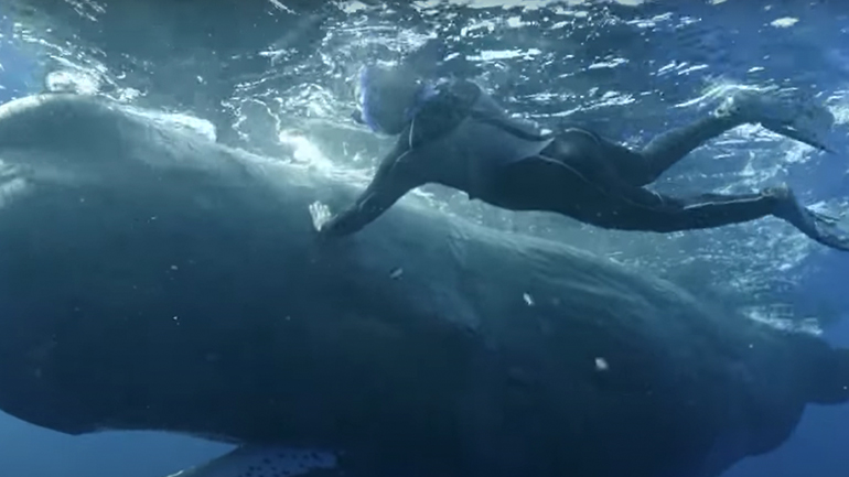 Φάλαινα ζητάει βοήθεια από έναν δύτη