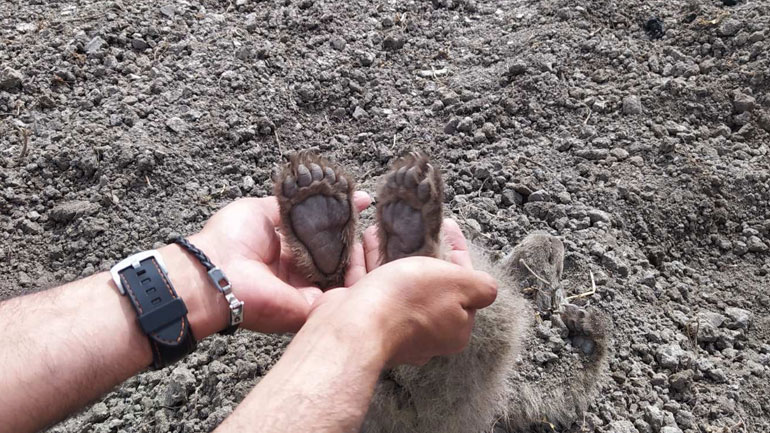 Καστοριά: Αρκούδα έθαψε τα αρκουδάκια της που σκοτώθηκαν σε δυστύχημα