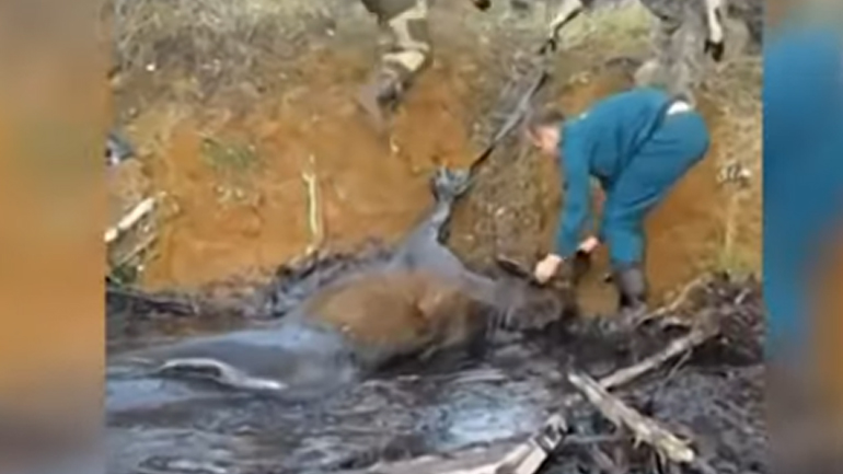 Η διάσωση άγριου ελαφιού που παγιδεύτηκε σε βάλτο με πετρέλαιο