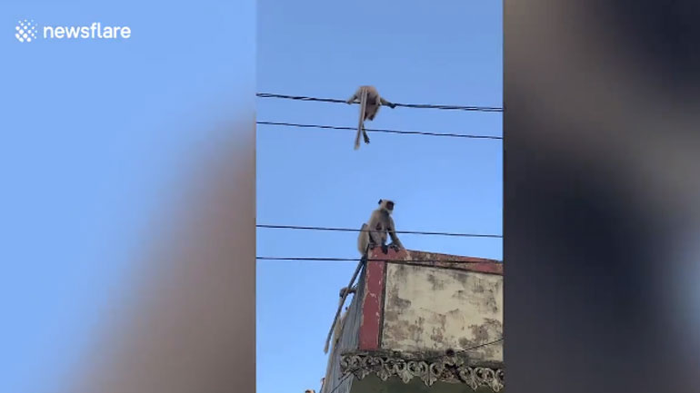 Ινδία: Γενναία μαϊμού σώζει το μικρό της από ηλεκτροφόρα καλώδια