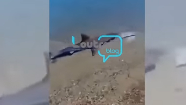 Καρχαρίας βολτάρει στα ρηχά σε παραλία της Κορίνθου