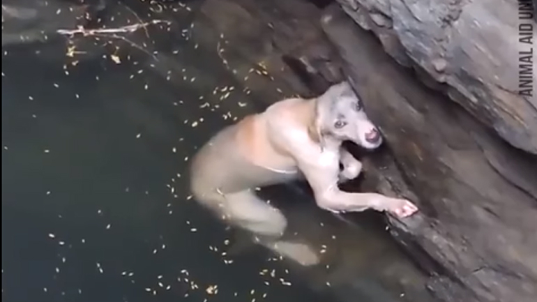 Αυτή η σκυλίτσα πάλεψε για τη ζωή της μέχρι να σωθεί