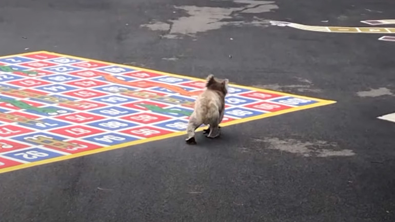 Αυστραλία: Κοάλα πηγαίνει σε σχολείο