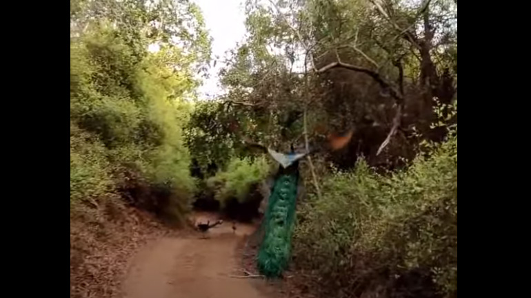 Ένα παγόνι πετά σε αργή κίνηση