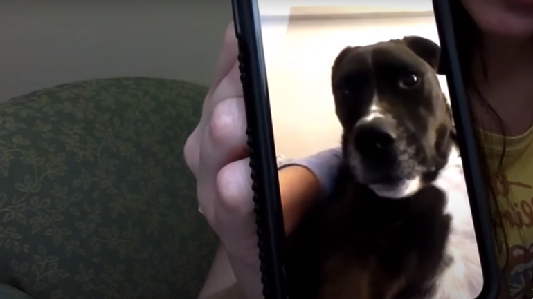 Σκύλος σε βιντεοκλήση με την ιδιοκτήτριά του