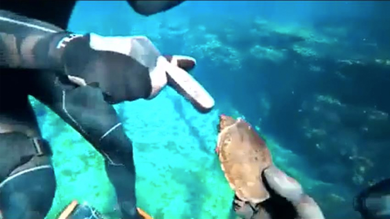 Αιμοβόρα χελώνα