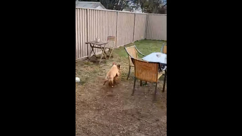 Σκύλος βρήκε τρόπο να κυνηγάει το μπαλάκι χωρίς να κουράζεται