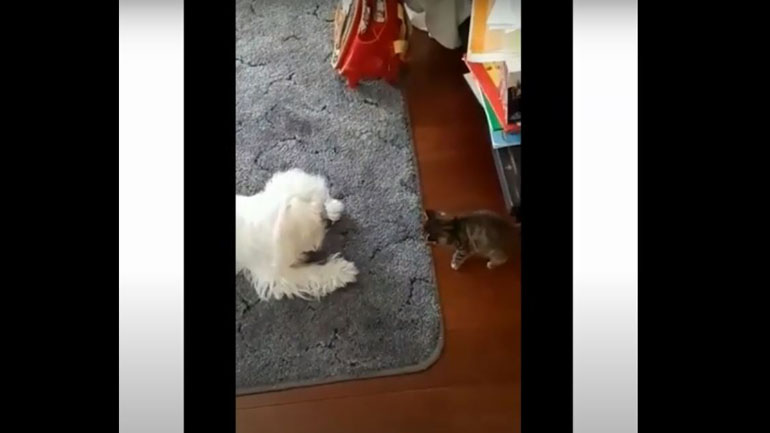 Δύο αξιαγάπητοι φίλοι