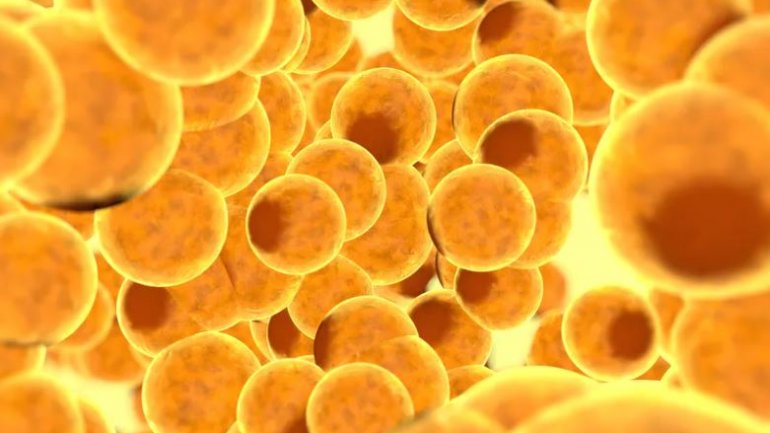 Πώς τα διάφορα είδη λιποκυττάρων μπορούν να βοηθήσουν στην απώλεια βάρους