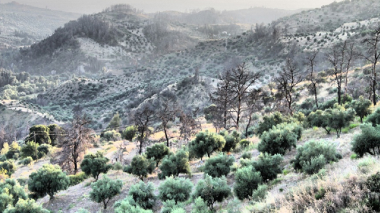 «Στοπ» από το ΣτΕ στους καταπατητές δημοσίων εκτάσεων