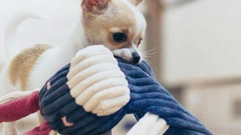 Τι να κάνετε όταν ο σκύλος σας τρώει τα πράγματά σας