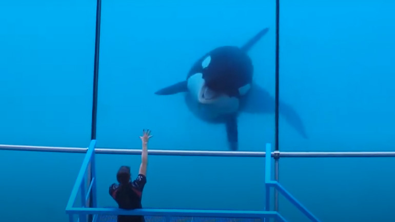 Μια ταλαντούχα όρκα