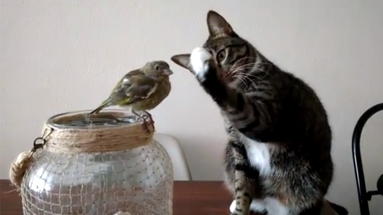 Γάτα αγγίζει προσεκτικά ένα σπουργίτι