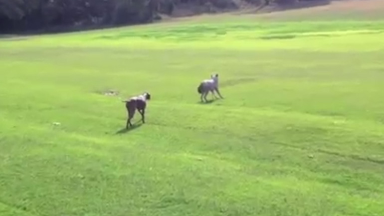 Σκύλος συναντά ένα κογιότ