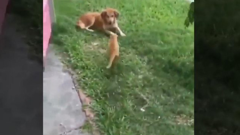 Γατάκι εξαπολύει άγρια επίθεση σε σκύλο