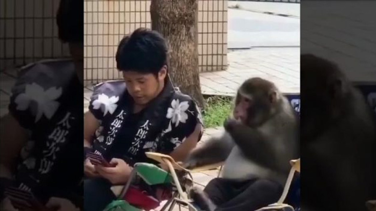 Άνδρας και μαϊμού κουτσομπολεύουν