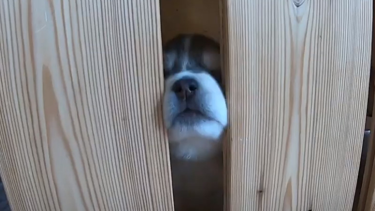 Το να είσαι γεροδεμένο κουτάβι έχει δυσκολίες