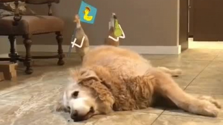 Πάπιες κατακτούν ένα σκύλο