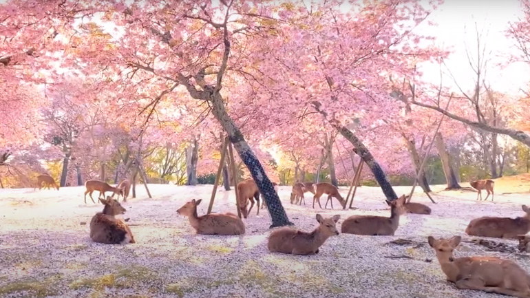 Eλάφια αράζουν κάτω από κερασιές