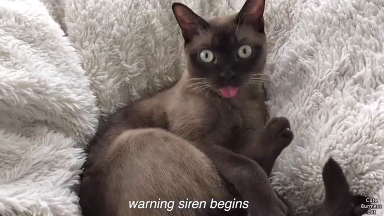 Η αντίδραση μιας γάτας στον ήχο μιας σειρήνας