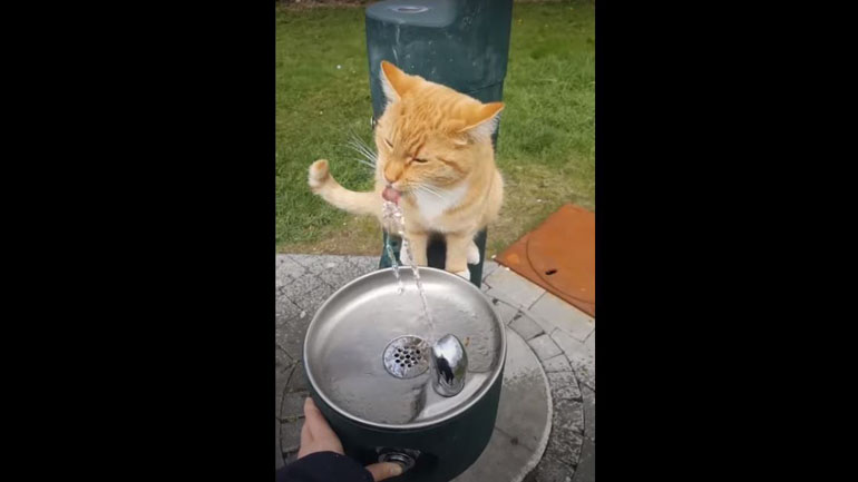 Γάτα παραμονεύει κοντά σε ψύκτη για να πιει νερό