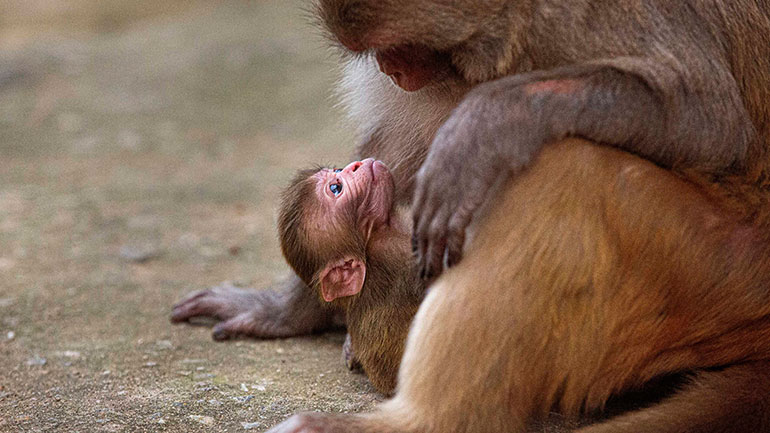 ΗΠΑ: Πίθηκοι που εκτέθηκαν στον νέο κορωνοϊό απέκτησαν ανοσία