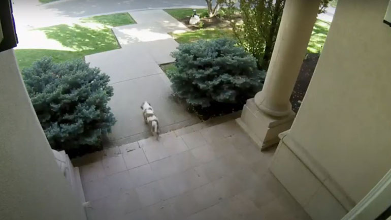 Σκύλος γλυτώνει στο τσακ από του χάρου τα δόντια