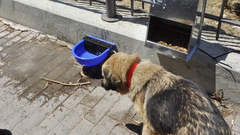 Κρέστενα: Eίχε τα σκυλιά του χωρίς φαγητό και δεμένα με αλυσίδες