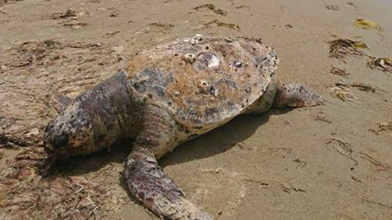 Καβάλα: Δύο θαλάσσιες χελώνες εντοπίστηκαν νεκρές σε παραλίες