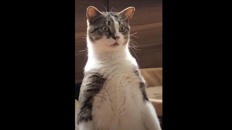 Γη καλεί γάτα…