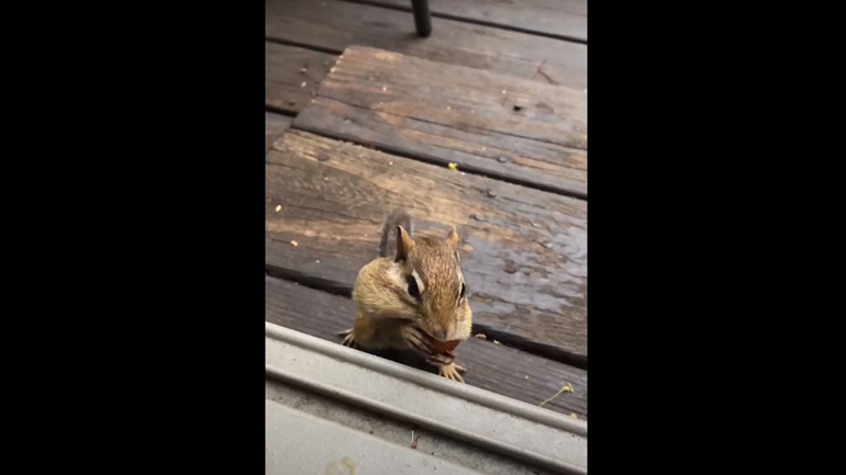 Σκιουράκι «αποθηκεύει» το φαΐ του