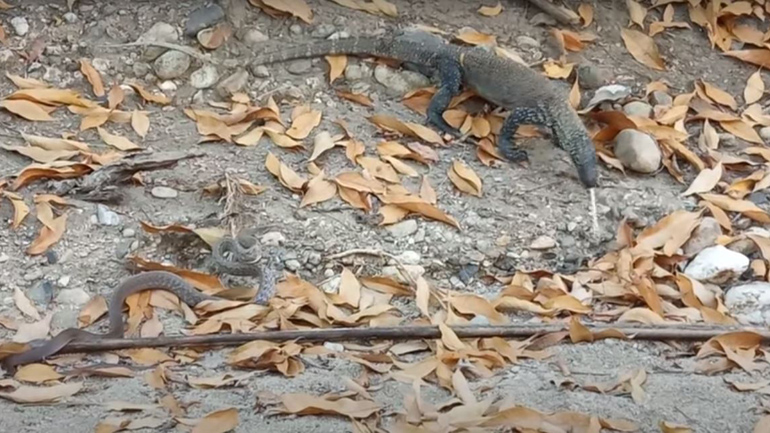 Δράκος του Κομόντο εναντίον φιδιού