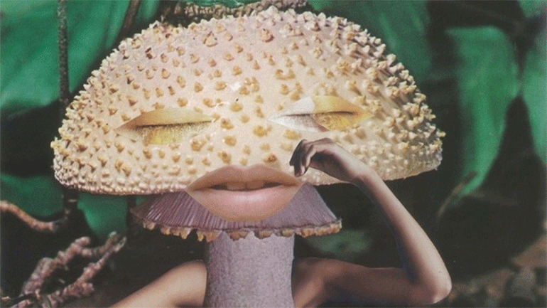 Online πλέον η έκθεση «Μανιτάρια: Η τέχνη, το ντιζάιν και το μέλλον των μυκήτων»