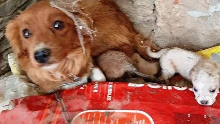 Χανιά: Εξαθλιωμένα βαρελόσκυλα εντοπίστηκαν σε περιοχή του Δήμου Καντάνου-Σελίνου